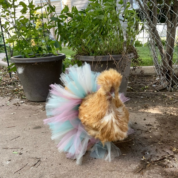 Small Tutu - Picture 6 of 10